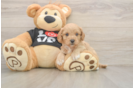 Petite Cavapoo Poodle Mix Pup