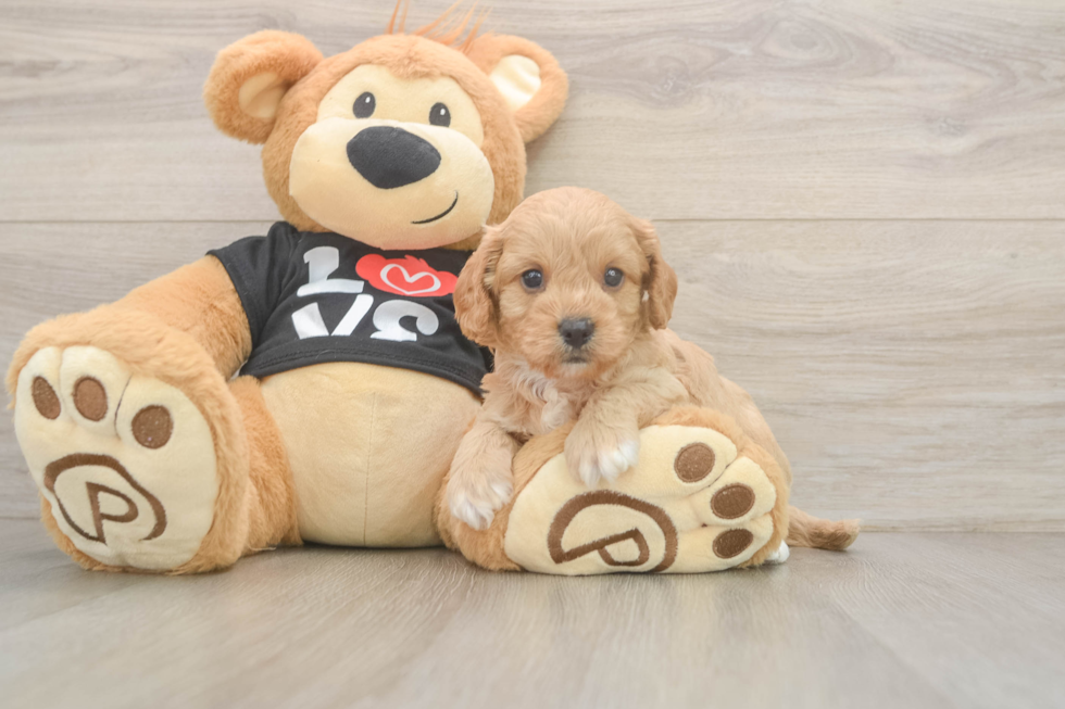 Petite Cavapoo Poodle Mix Pup