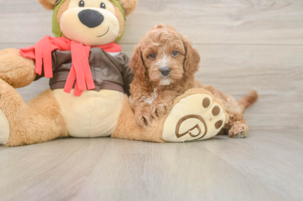 6 week old Cavapoo Puppy For Sale - Premier Pups