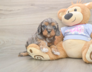 7 week old Cavapoo Puppy For Sale - Premier Pups