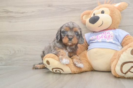 5 week old Cavapoo Puppy For Sale - Premier Pups Small Cavapoo Baby