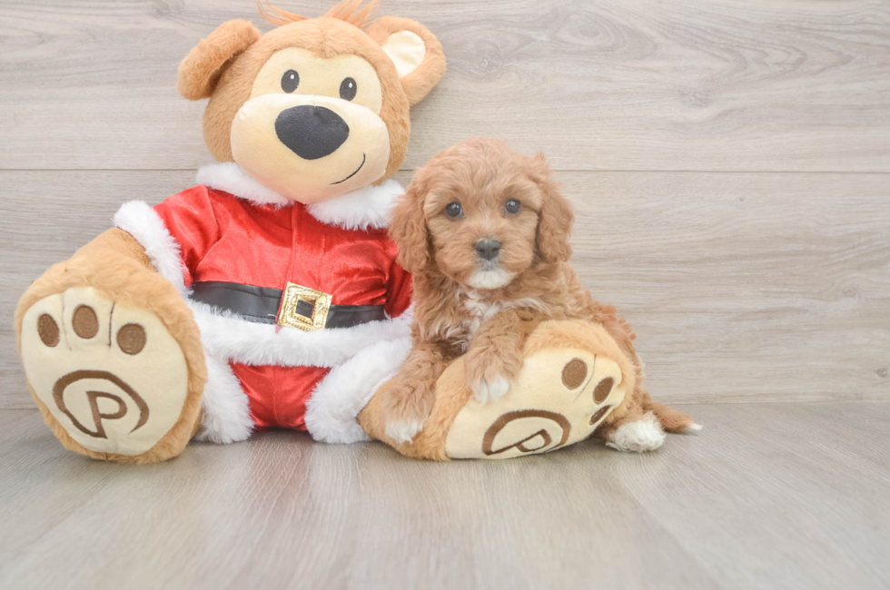 5 week old Cavapoo Puppy For Sale - Premier Pups