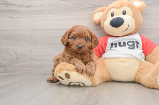 Cavapoo Puppy for Adoption