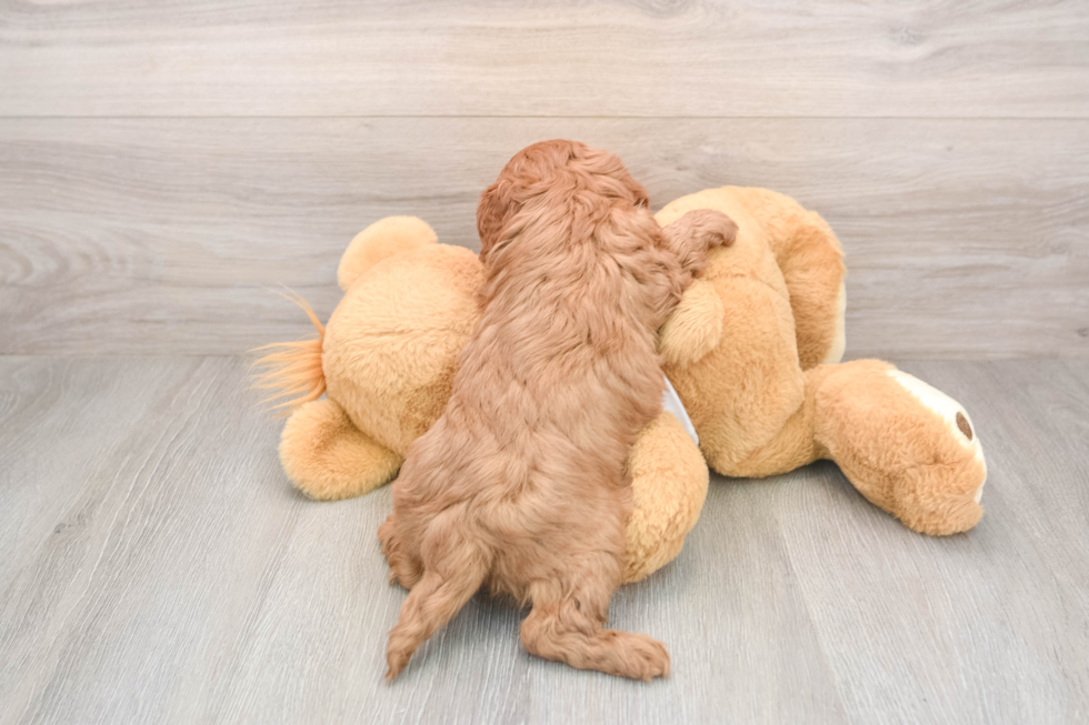 Friendly Cavapoo Baby