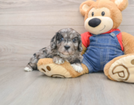 8 week old Cavapoo Puppy For Sale - Premier Pups