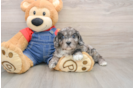 Cavapoo Puppy for Adoption