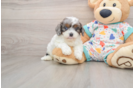 Cavapoo Pup Being Cute