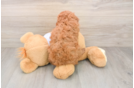 Hypoallergenic Cavadoodle Poodle Mix Puppy
