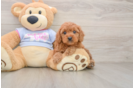 Cavapoo Pup Being Cute