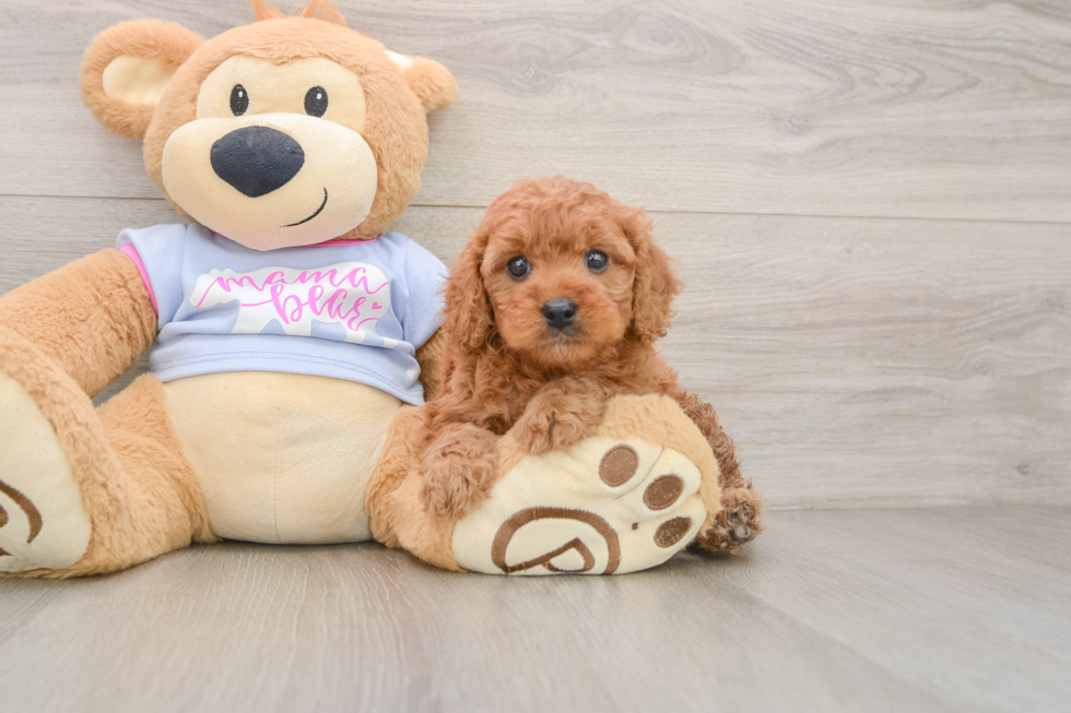 Cavapoo Pup Being Cute
