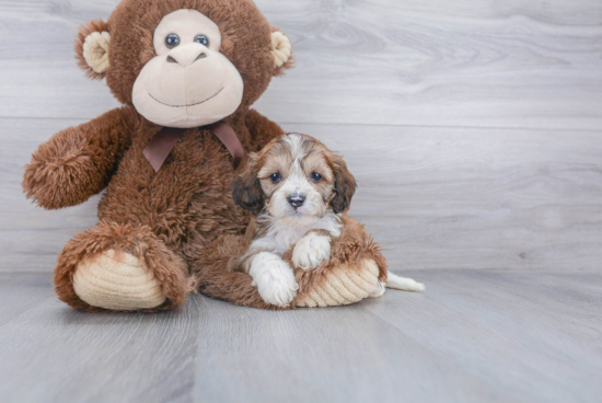 Petite Cavapoo Poodle Mix Pup