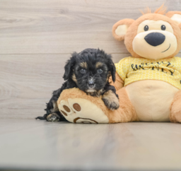 7 week old Cavapoo Puppy For Sale - Premier Pups