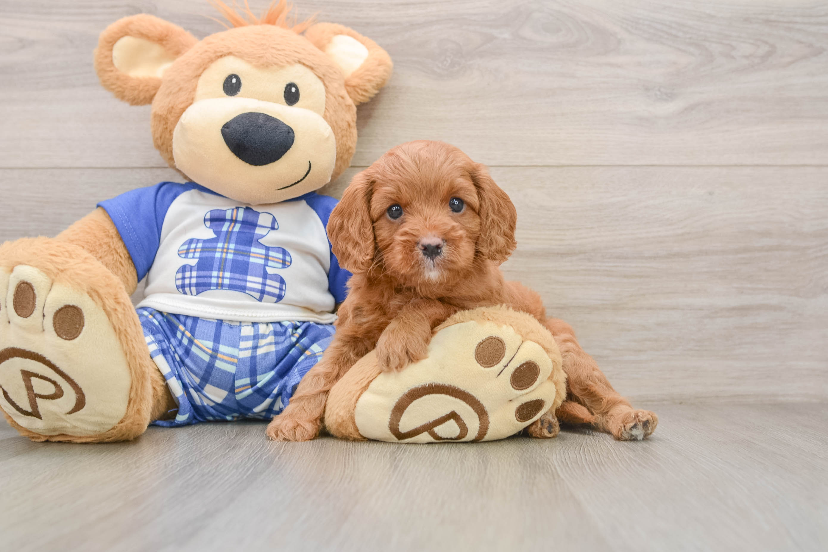 Playful Cavapoodle Poodle Mix Puppy