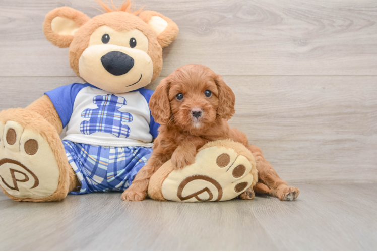 Playful Cavapoodle Poodle Mix Puppy
