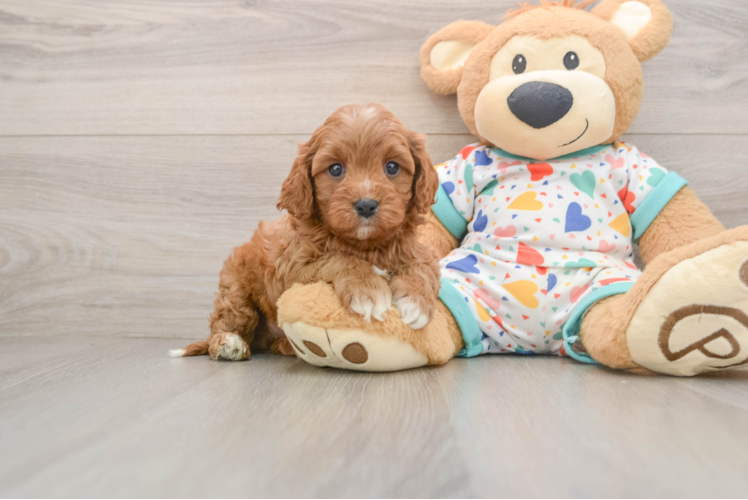 Cute Cavapoo Baby