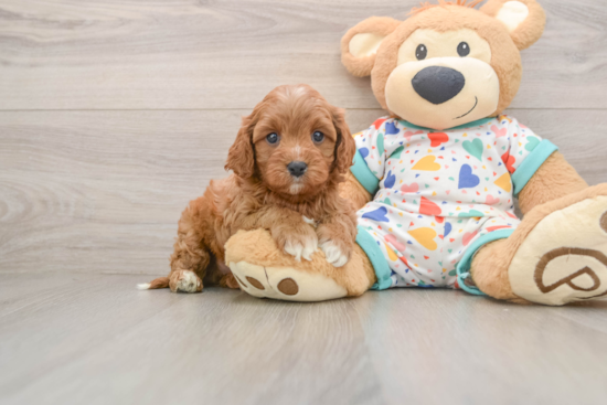 Cute Cavapoo Baby