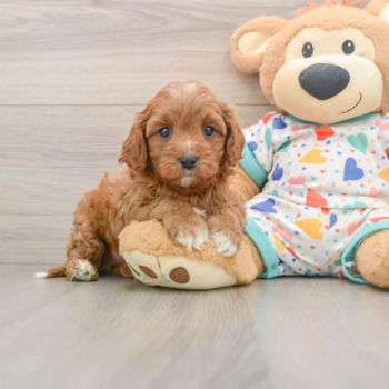 Cute Cavapoo Baby