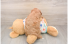 Best Cavapoo Baby