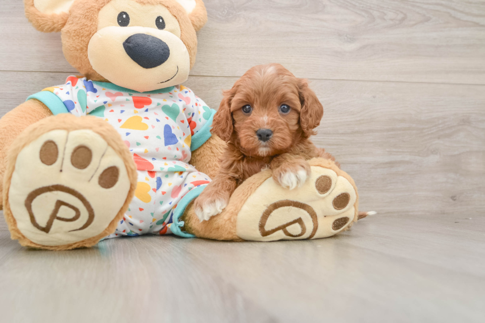 Cavapoo Pup Being Cute