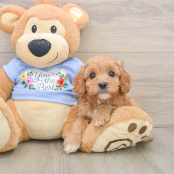 Smart Cavapoo Poodle Mix Pup