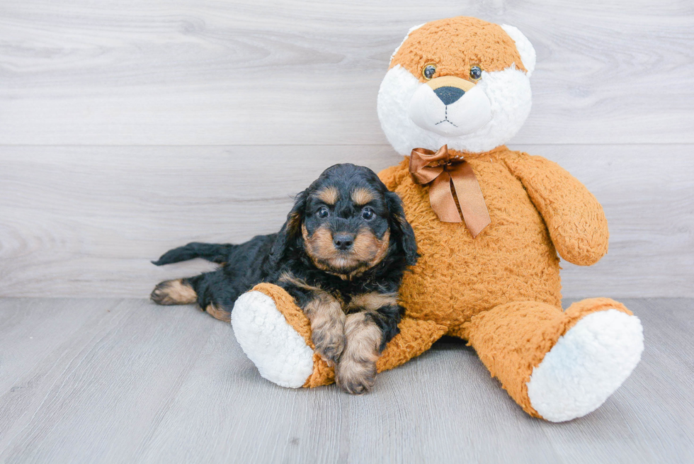 Cute Cavapoo Baby