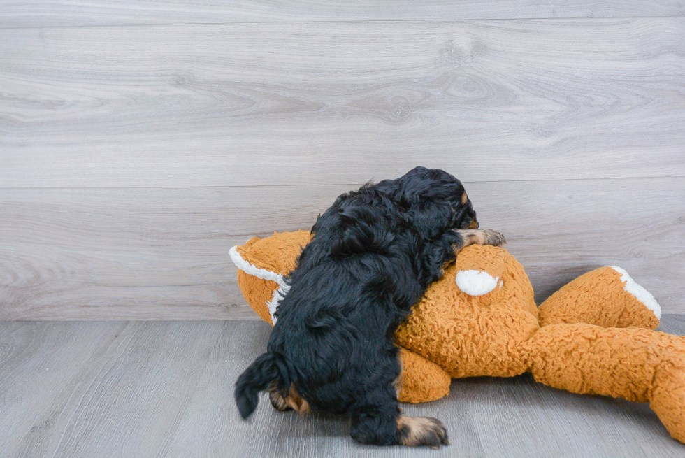 Cute Cavapoo Baby