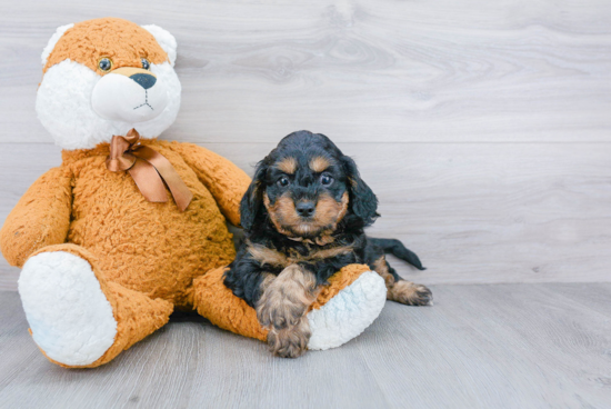 Cavapoo Puppy for Adoption