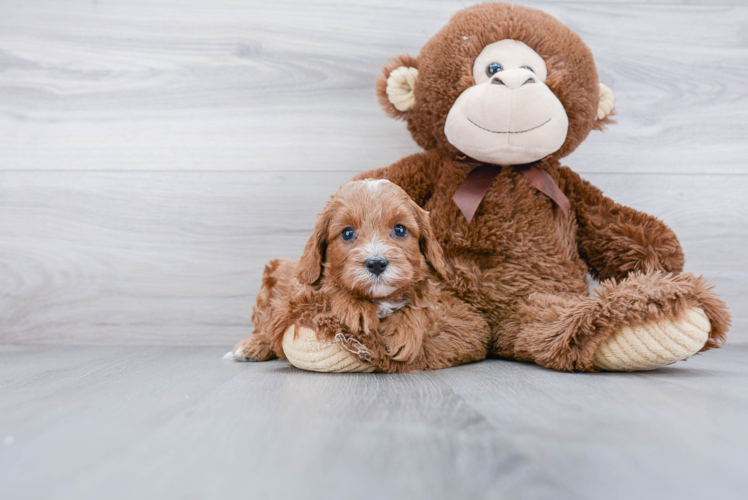 Cute Cavapoo Baby