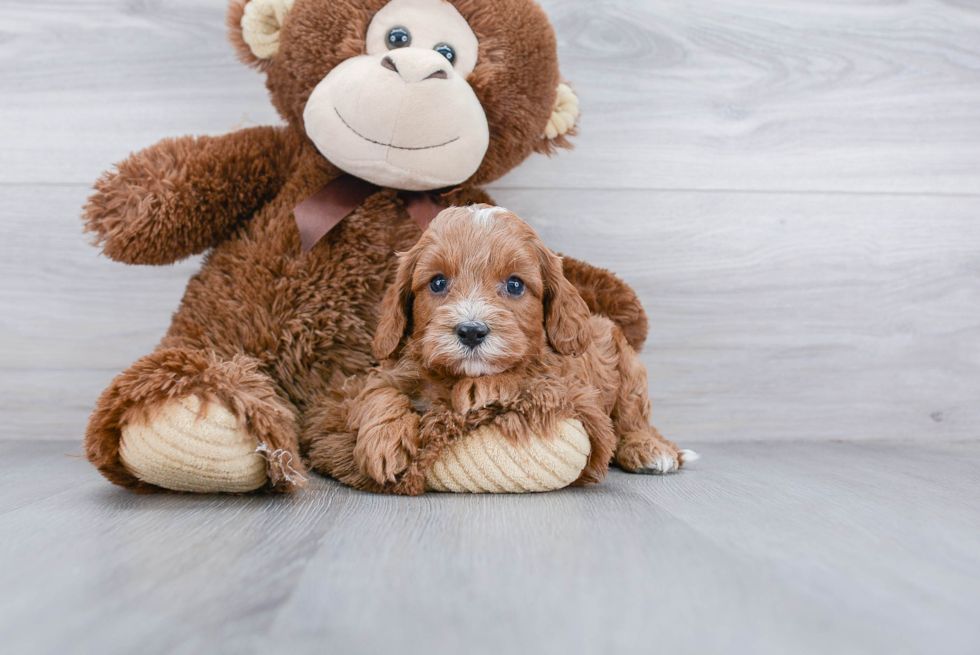 Smart Cavapoo Poodle Mix Pup