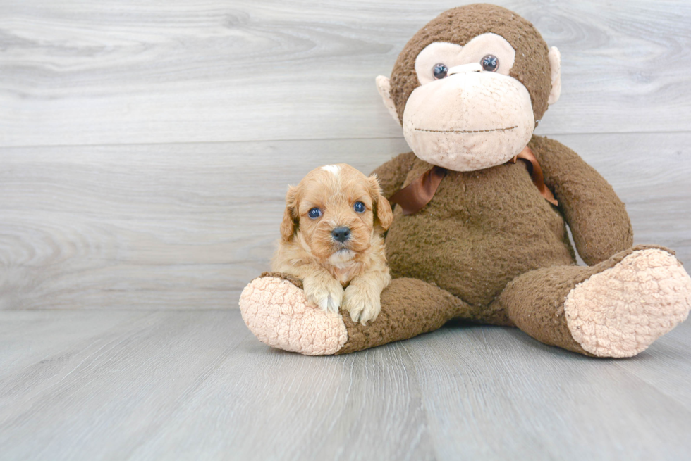 Funny Cavapoo Poodle Mix Pup