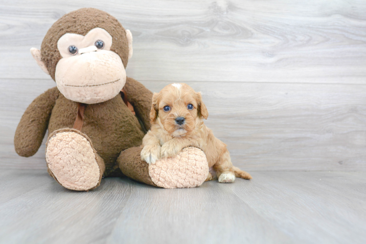 Friendly Cavapoo Baby