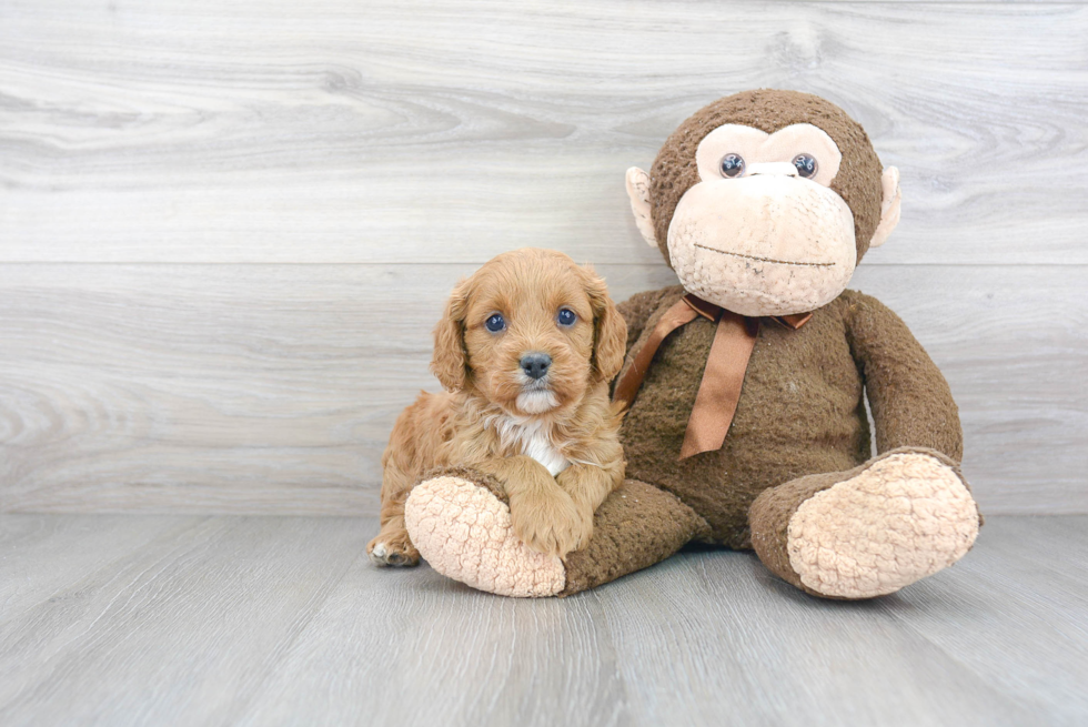 Energetic Cavoodle Poodle Mix Puppy