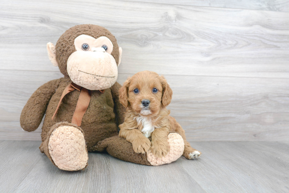 Playful Cavoodle Poodle Mix Puppy