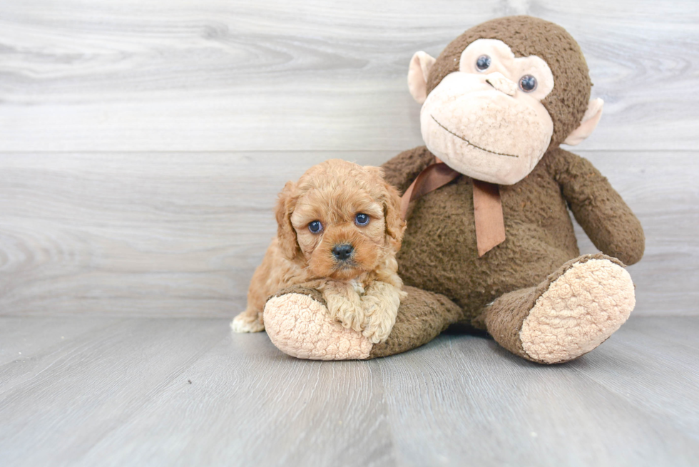 Happy Cavapoo Baby