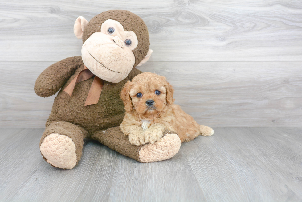 Happy Cavapoo Baby