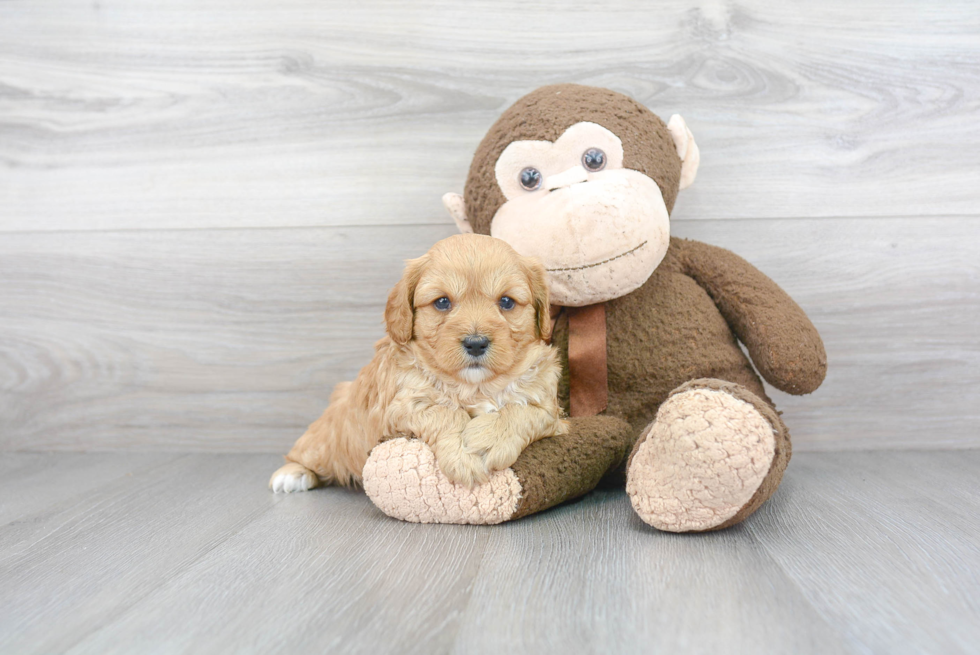 Popular Cavapoo Poodle Mix Pup