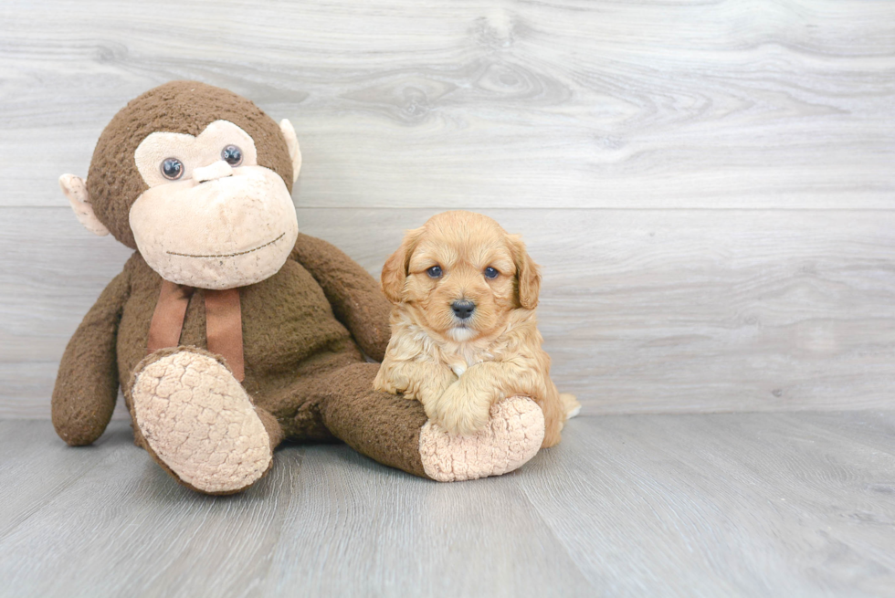 Smart Cavapoo Poodle Mix Pup