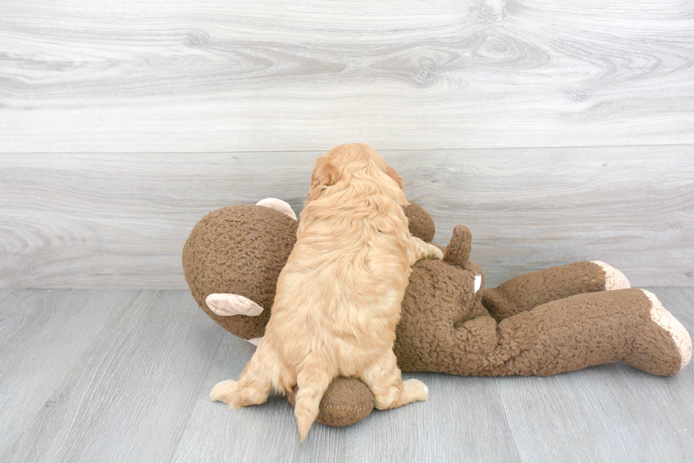 Happy Cavapoo Baby