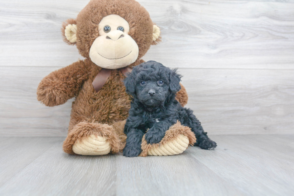 Hypoallergenic Cavoodle Poodle Mix Puppy