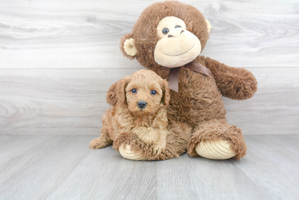 Best Cavapoo Baby