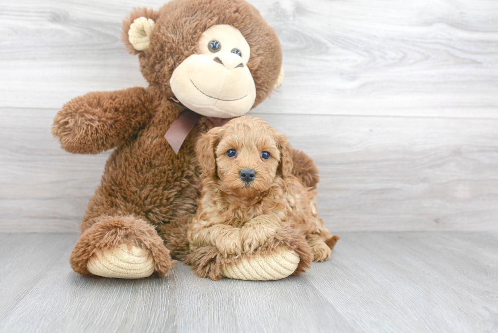 Small Cavapoo Baby