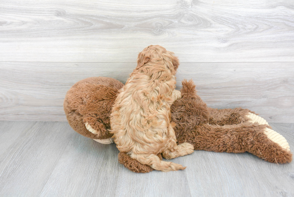 Cavapoo Puppy for Adoption