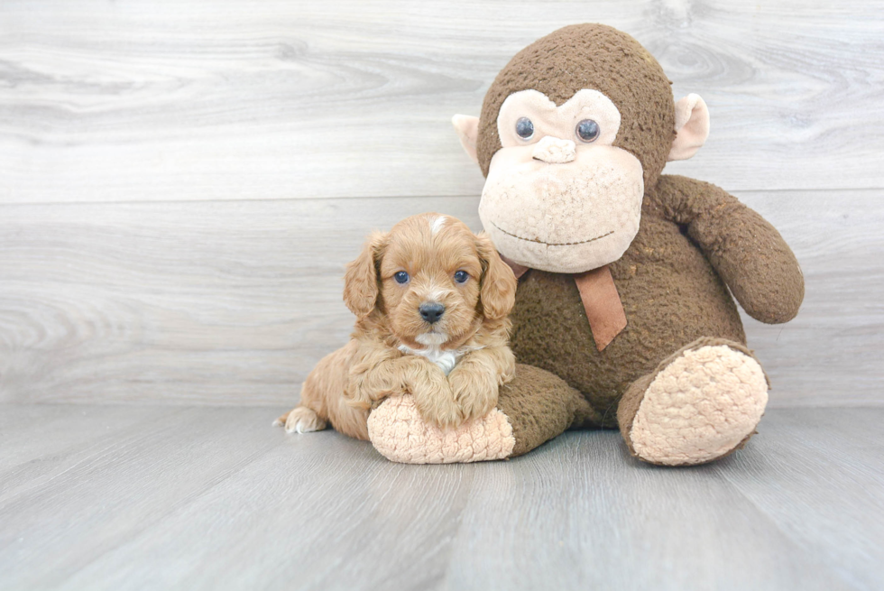 Happy Cavapoo Baby