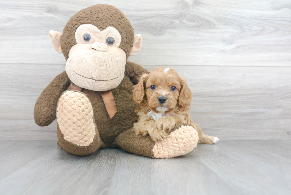 Little Cavoodle Poodle Mix Puppy