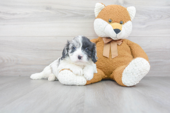 Sweet Cavapoo Baby