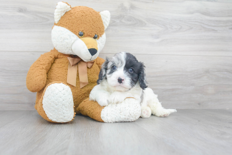 Playful Cavoodle Poodle Mix Puppy