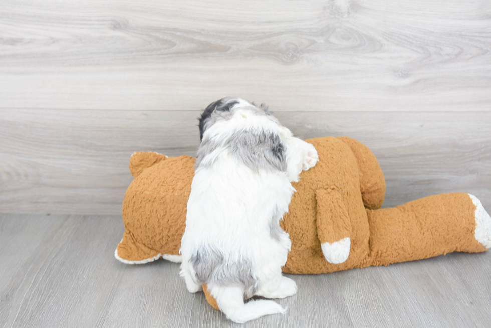 Cavapoo Pup Being Cute