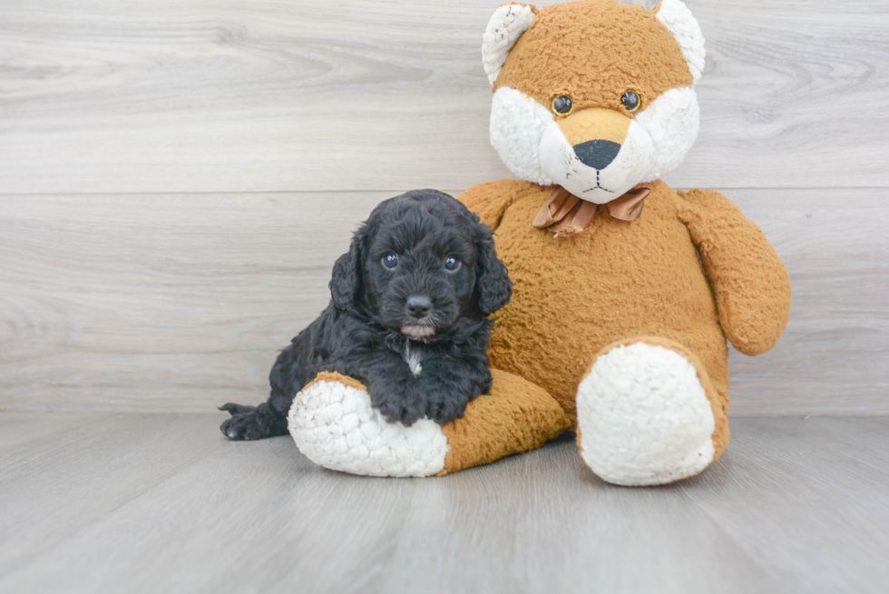 Hypoallergenic Cavoodle Poodle Mix Puppy