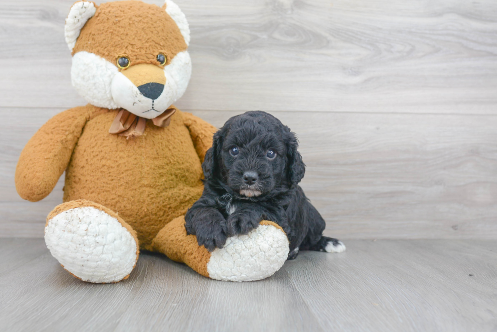 Sweet Cavapoo Baby