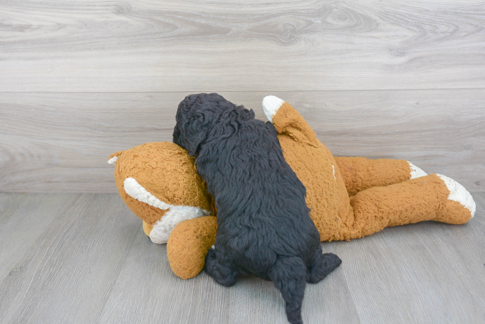 Popular Cavapoo Poodle Mix Pup